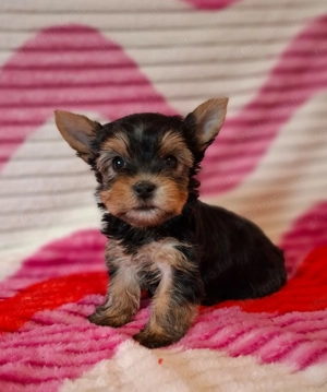 eladó yorkshire terrier yorki  - kép 4