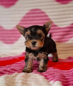 eladó yorkshire terrier yorki  - kép 5