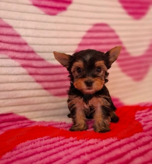 eladó yorkshire terrier yorki  - kép 3