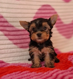 eladó yorkshire terrier yorki  - kép 2