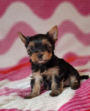 eladó yorkshire terrier yorki  - kép 9