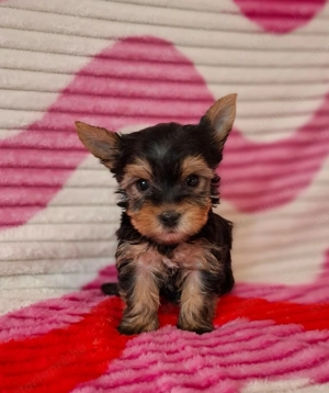 eladó yorkshire terrier yorki  - kép 6