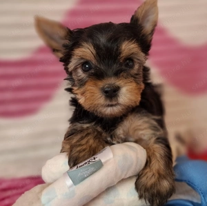 eladó yorkshire terrier yorki  - kép 7