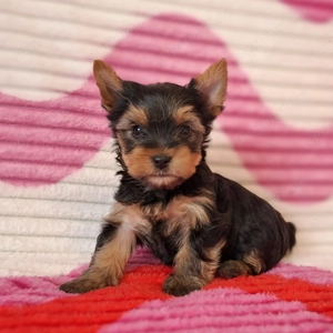 eladó yorkshire terrier yorki  - kép 14