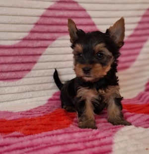 eladó yorkshire terrier yorki  - kép 12