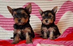 eladó yorkshire terrier yorki  - kép 13