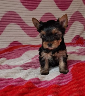 eladó yorkshire terrier yorki  - kép 10