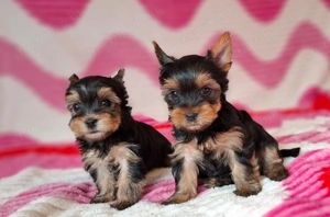 eladó yorkshire terrier yorki  - kép 11