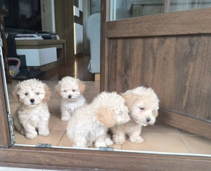 Maltipoo kiskutyák eladók - kép 3