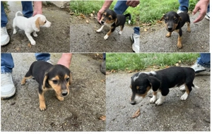 Nyolc kiskutya gazdit keres - kép 2