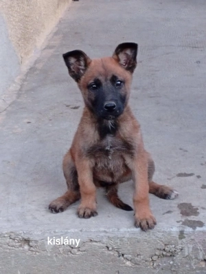 Belga juhász kölykök 