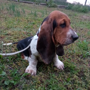  Basset hound kan kiskutya