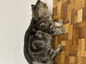 Perzsa 10 hónapos kisl ny eladó - kép 3