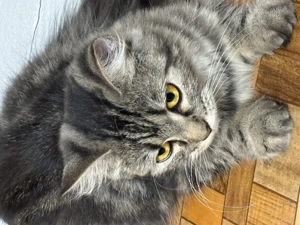 Perzsa 10 hónapos kisl ny eladó - kép 2