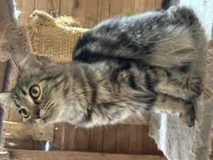 Perzsa 10 hónapos kisl ny eladó - kép 4