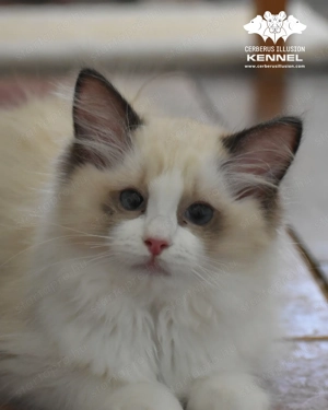 Bájos, doromboló, bátor törzskönyvezett Ragdoll cica