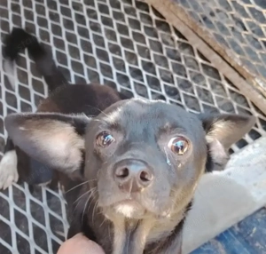 Jászladányi ebrendészeti telep gazdakeresői - kép 2