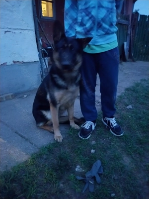 Német juhász szuka eladó  - kép 6