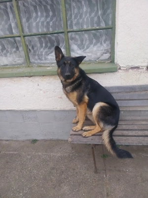 Német juhász szuka eladó  - kép 3