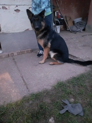 Német juhász szuka eladó  - kép 7