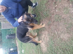 Német juhász szuka eladó  - kép 8