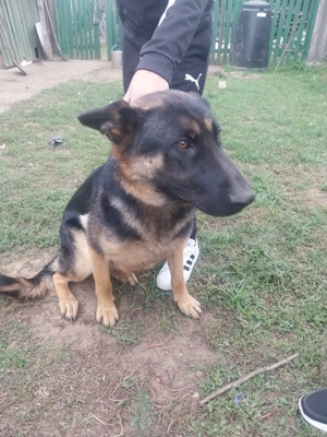 Német juhász szuka eladó  - kép 9