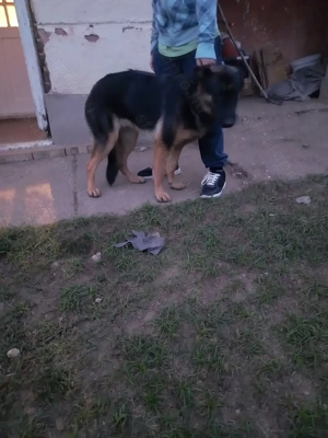 Német juhász szuka eladó  - kép 4