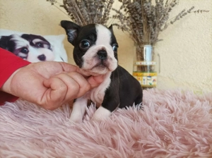Boston terrier kislányok törzskönyvvel