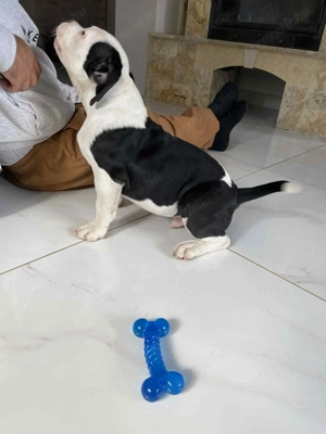 Amerikai Pocket Bully