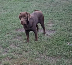 Eladó 1 éves Labrador kan