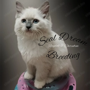 Törzskönyves, Champion, Original Ragdoll (rongybaba)  - kép 2