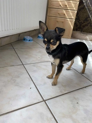 Eladó fiú csivava - kép 2