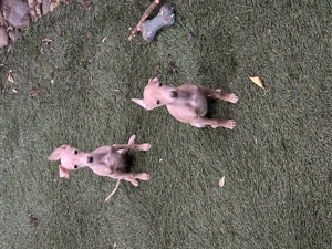 Kis olasz agár  - kép 4