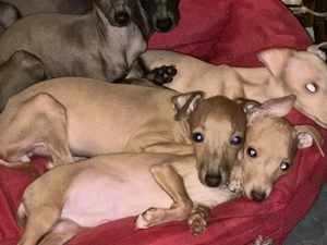 Kis olasz agár  - kép 3