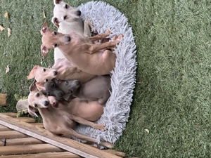 Kis olasz agár  - kép 5