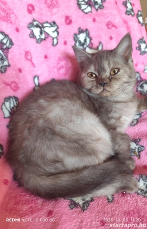 Fekete füst brit kandúr - kép 2