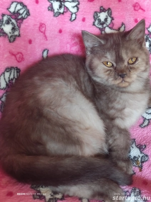 Fekete füst brit kandúr - kép 3