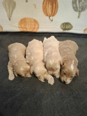 Maltipoo fajtatiszta jellegű kan kiskutyák foglalhatóak - kép 2