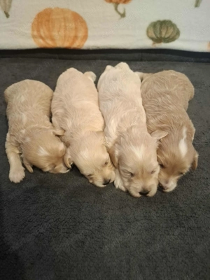 Maltipoo fajtatiszta jellegű kan kiskutyák foglalhatóak - kép 3