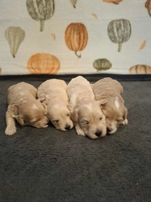 Maltipoo fajtatiszta jellegű kan kiskutyák foglalhatóak - kép 5