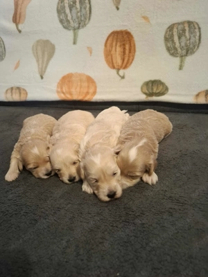 Maltipoo fajtatiszta jellegű kan kiskutyák foglalhatóak - kép 4