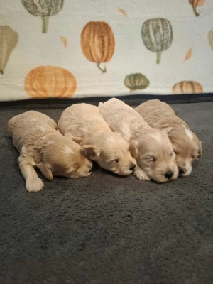 Maltipoo fajtatiszta jellegű kan kiskutyák foglalhatóak - kép 6