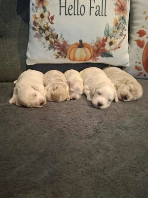 Maltipoo fajtatiszta jellegű kan kiskutyák foglalhatóak