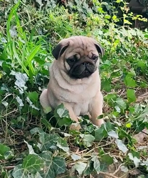 Mopsz kiskutya tenyésztőtől 