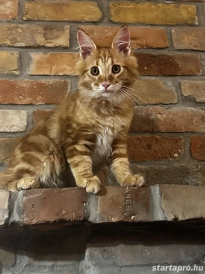 Maine coon kisfiú.