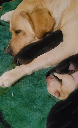 Labrador kölyök kutyák  - kép 4