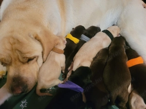 Labrador kölyök kutyák  - kép 5