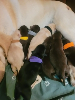 Labrador kölyök kutyák  - kép 11