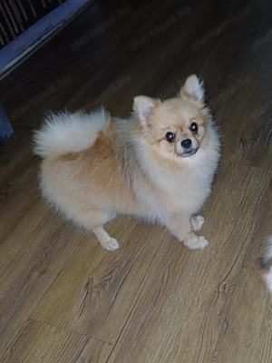 Pomeraniai Törpespicc gazdisodna