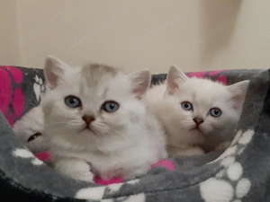 brit rövidszőrű és hosszúszőrű eladó ritka szép és különleges cicák